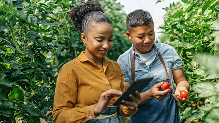 South American man and women inspect thier harvest in a greenhouse